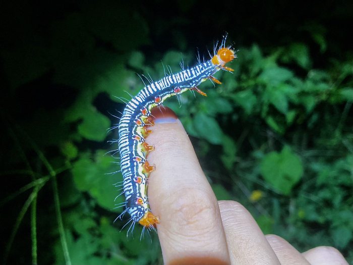 苎麻夜蛾arctecoerula