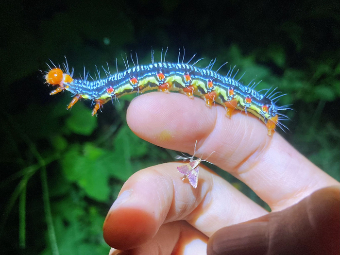 苎麻夜蛾arcte coerula__财经头条