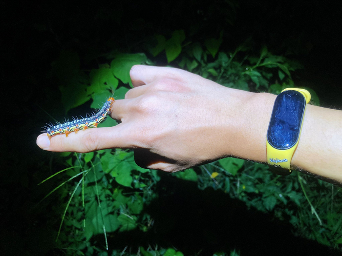 苎麻夜蛾arctecoerula