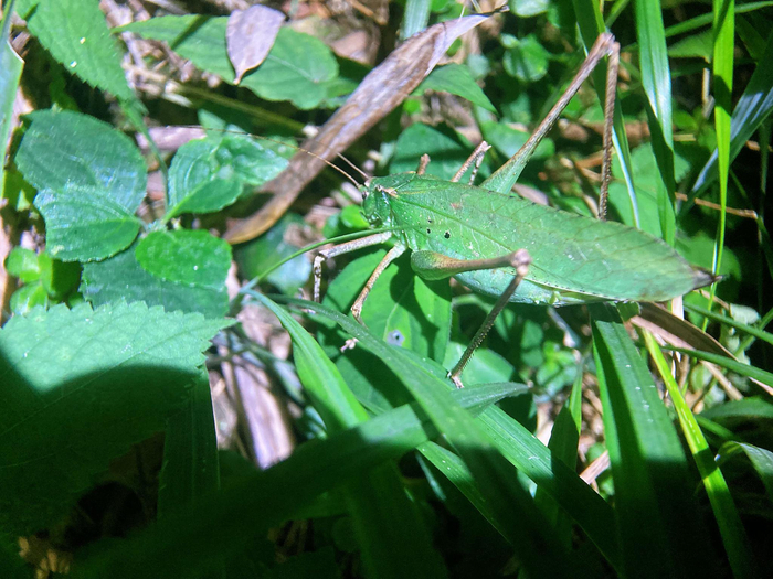 颜值比较高的一枚母螽斯纺织娘