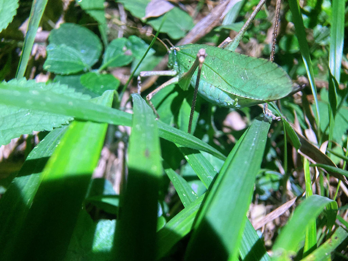 颜值比较高的一枚母螽斯纺织娘