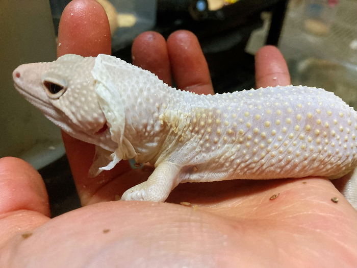 守宫吃衣服蜕皮有两个作用