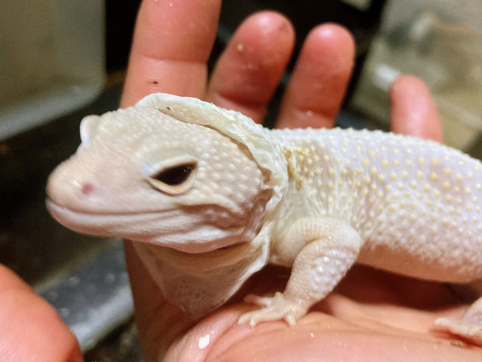 守宫吃衣服蜕皮有两个作用