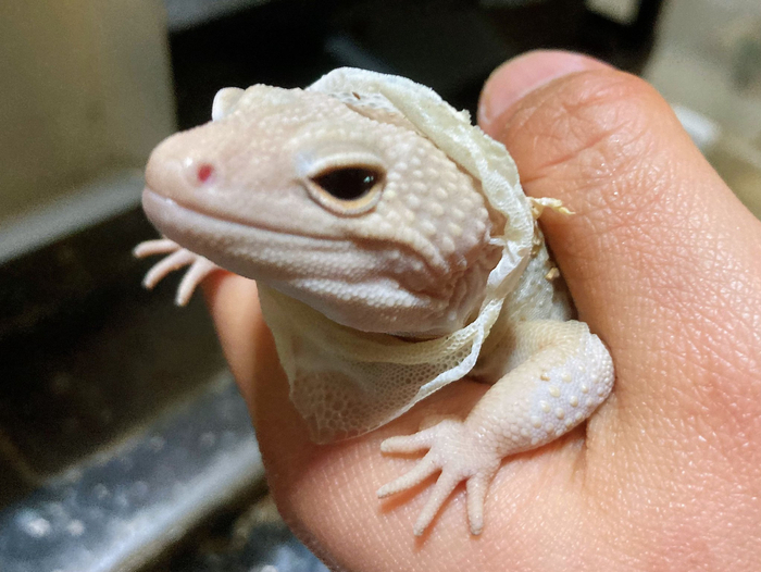 守宫吃衣服(蜕皮)有两个作用…__财经头条