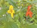 为了“客户”，一朵花展开“换装进化”
