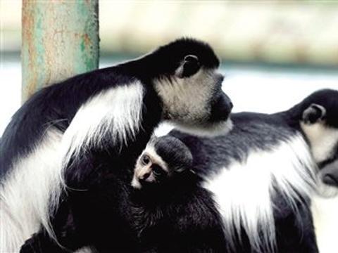 动物园黑白疣猴家三宝 与游客见面
