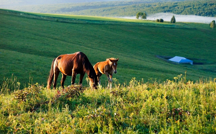 内蒙古大草原的夏天天苍苍野茫茫风吹草低见牛羊