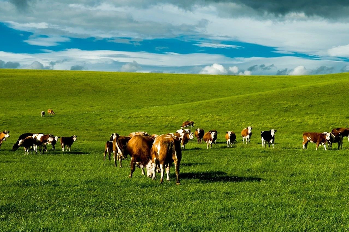 内蒙古大草原的夏天天苍苍野茫茫风吹草低见牛羊