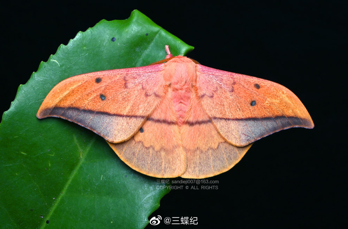 点目大蚕蛾criculaandrei羽化可可爱爱