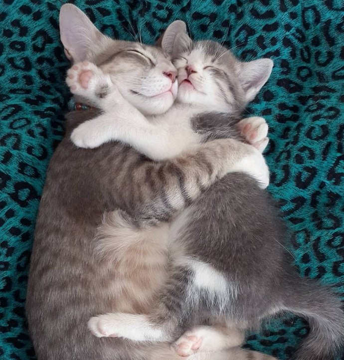 猫咪一家三口好和谐