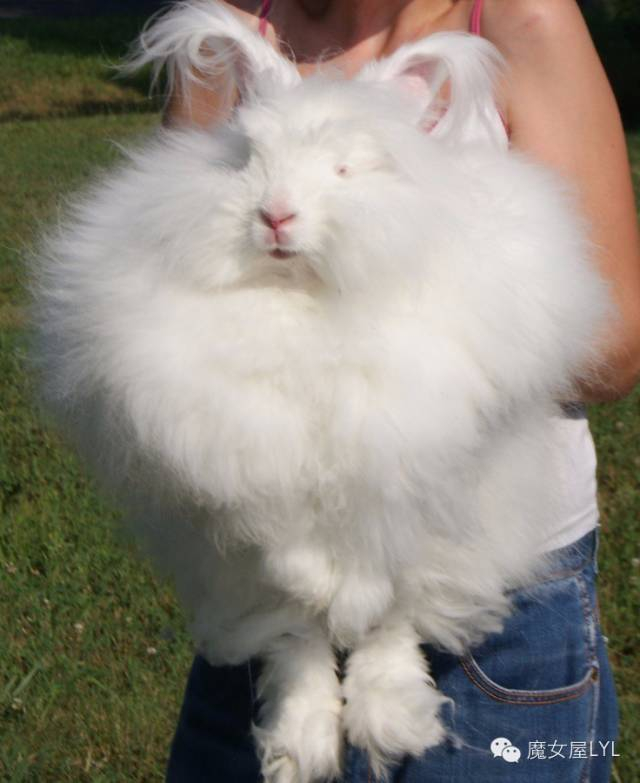 史上最萌巨毛蛋——安哥拉兔Angora Rabbit|英国|长毛兔|毛发|品种|宠物兔_新浪新闻