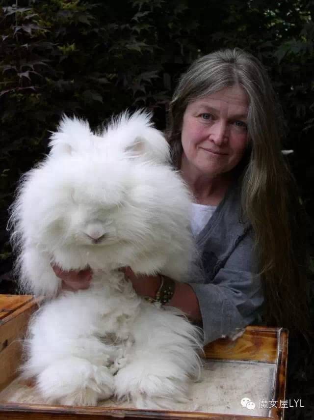史上最萌巨毛蛋——安哥拉兔Angora Rabbit|英国|长毛兔|毛发|品种|宠物兔_新浪新闻