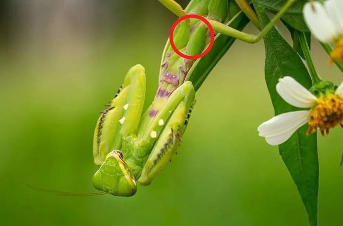 螳螂的头上没有耳朵,是怎么辨别声音的?