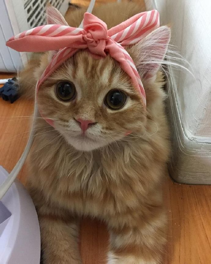 主人特意帮这只猫咪头上绑了一个蝴蝶结一下子变成了萌少女