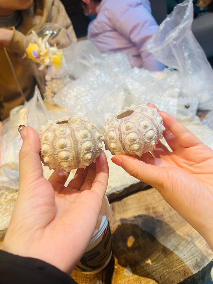 石笔海胆phyllacanthus sp