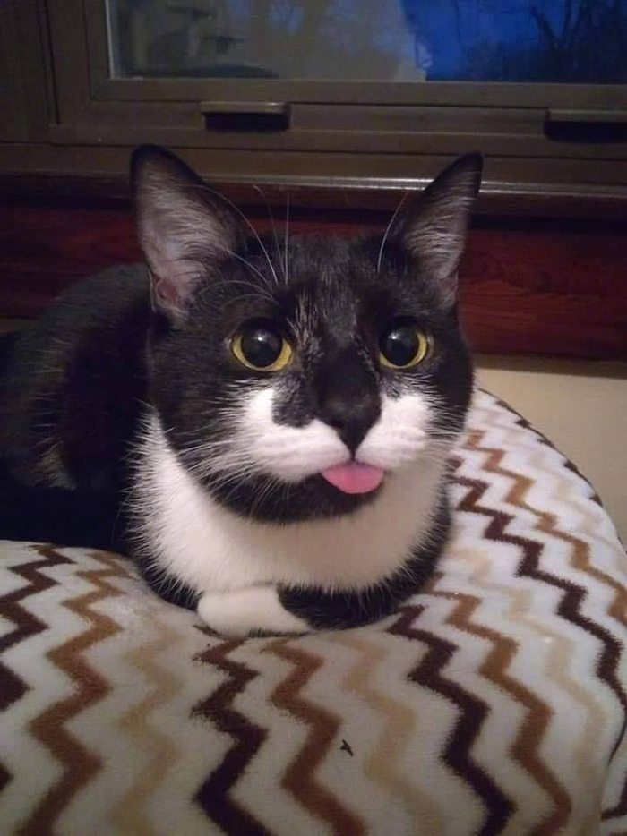 吐舌头卖萌的猫咪