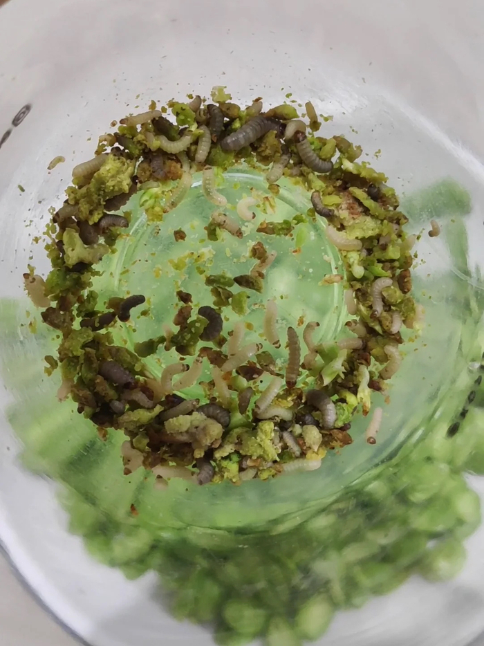 据说这是一道泰国餐的上好食材臭豆