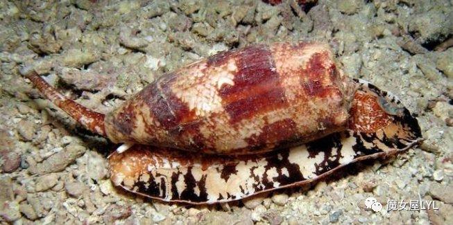 俗称鸡心螺,为芋螺科芋螺属的动物芋螺,已经在地球上存在了5500万年