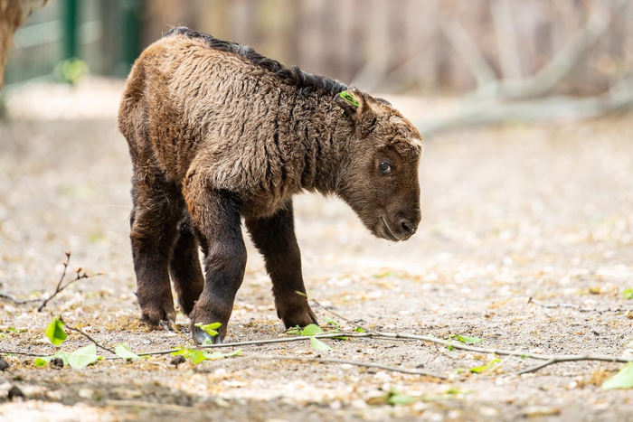小牛都是可爱的,羚牛～ 波兰弗罗兹瓦夫动物园