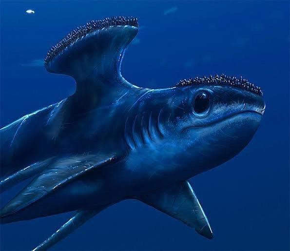 胸脊鲨化石图片