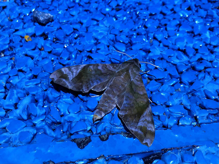 最近比较常见的一种鳞翅目成虫,缺角天蛾