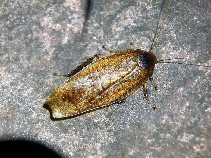 想养…… 可能是一种姬蜚蠊ectobius lapponicus,外翅刻线很好看