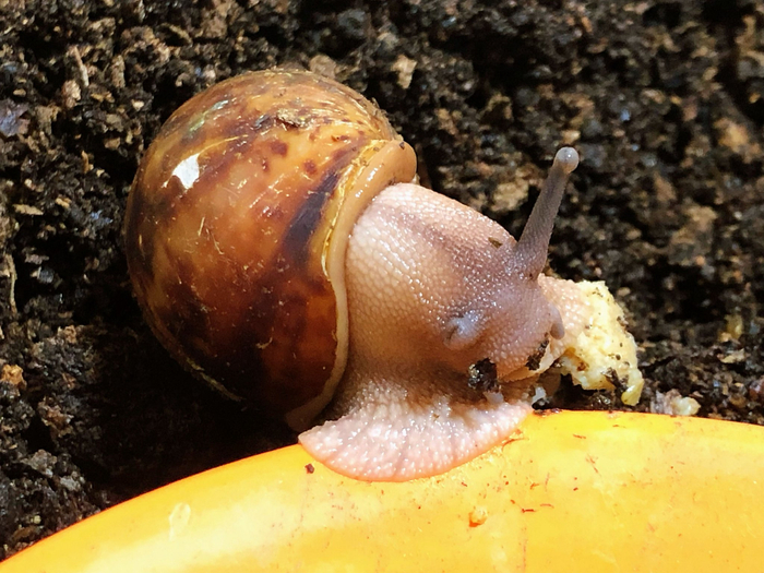 新来的牛八和牛九厚壳堪比金钟罩铁布衫