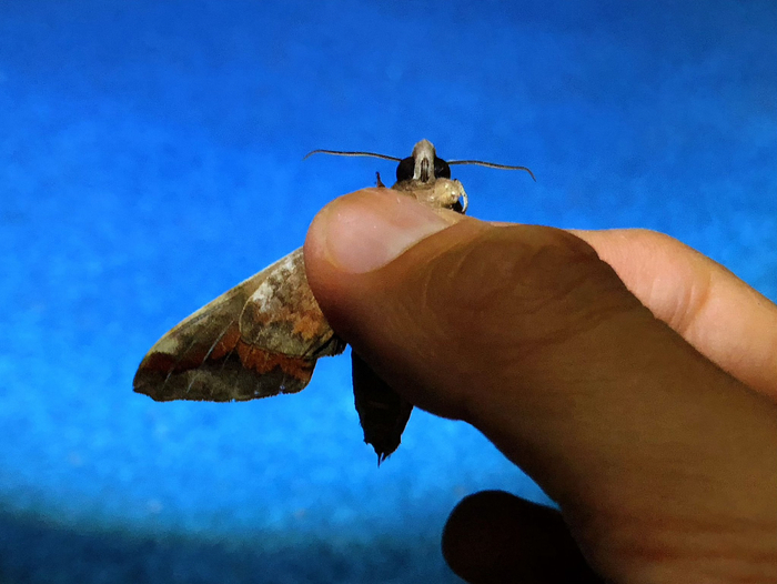 最近比较常见的一种鳞翅目成虫,缺角天蛾