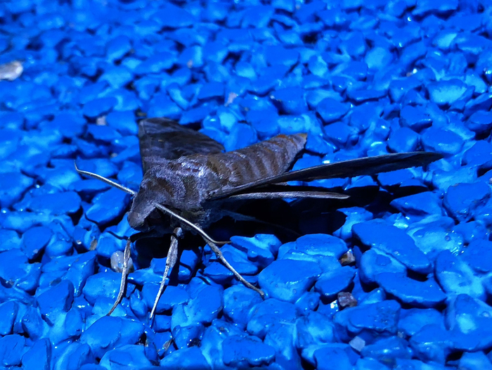 最近比较常见的一种鳞翅目成虫,缺角天蛾