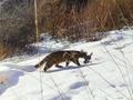 兴隆山保护区首次拍到豹猫捕食鸟类画面