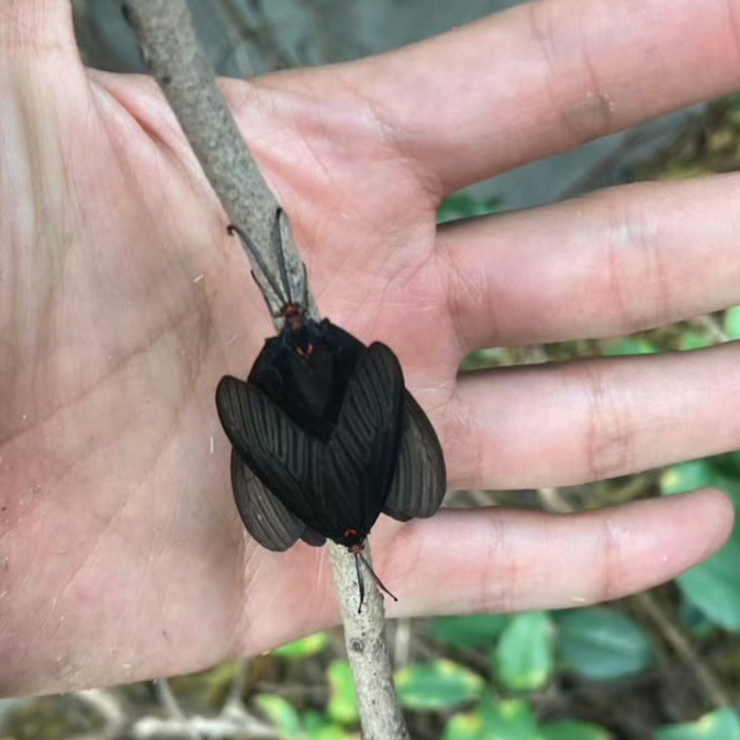 重阳木锦斑蛾histia rhodope
