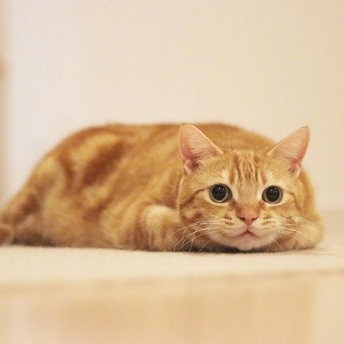 一只奔跑的橘猫