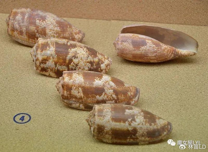 地球上最毒的海洋生物之一——地纹芋螺|捕鱼|芋螺|齿舌_新浪新闻