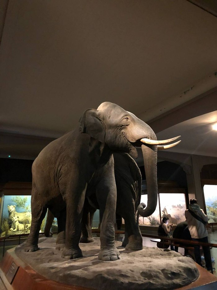 纽约| 美国自然历史博物馆|历史博物馆|纽约|自然_新浪新闻