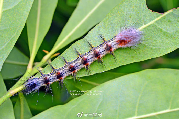 两种带蛾幼虫,拍摄于贵州茂兰自然保护区__财经头条