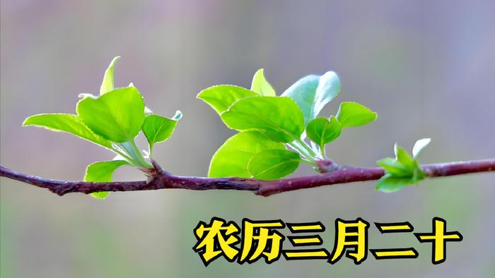 农历三月二十，不说、还、吃三件事，家庭幸福人兴旺！