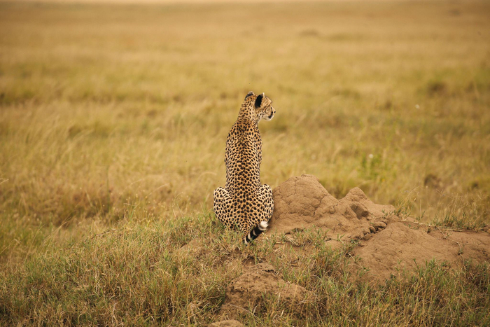 大猫猫leopardcheetah