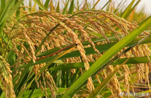 今日立秋,为何害怕晴天?老祖宗留下4句谚语,背后暗藏“真相”|降雨|雨水|农作物|产量|水分_新浪新闻