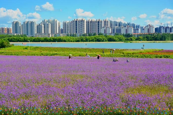 呼市薰衣草庄园图片