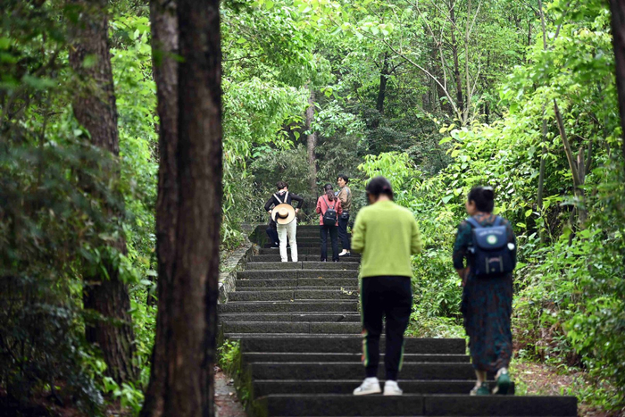 重庆铁山坪森林公园美景如画|铁山坪森林公园|美景|重庆_新浪新闻
