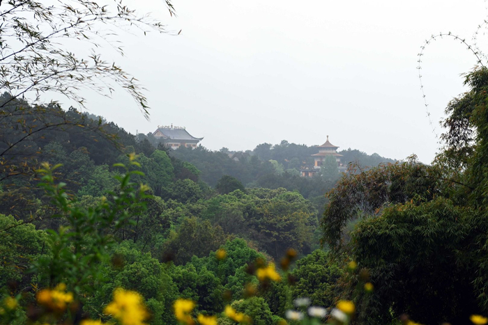 重庆铁山坪森林公园美景如画|铁山坪森林公园|美景|重庆_新浪新闻