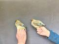 翠湖湿地首次环志小太平鸟