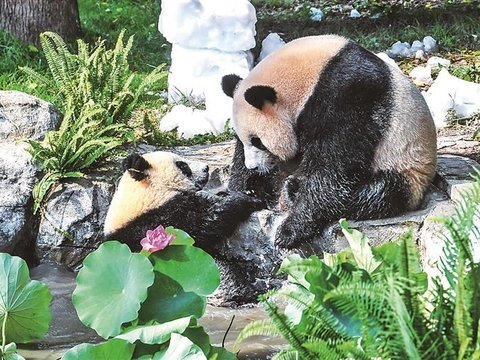 大熊猫幼崽迎周岁