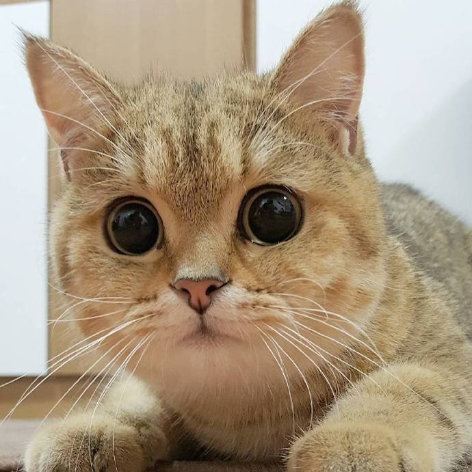 大圆脸大圆眼看起来很好揉