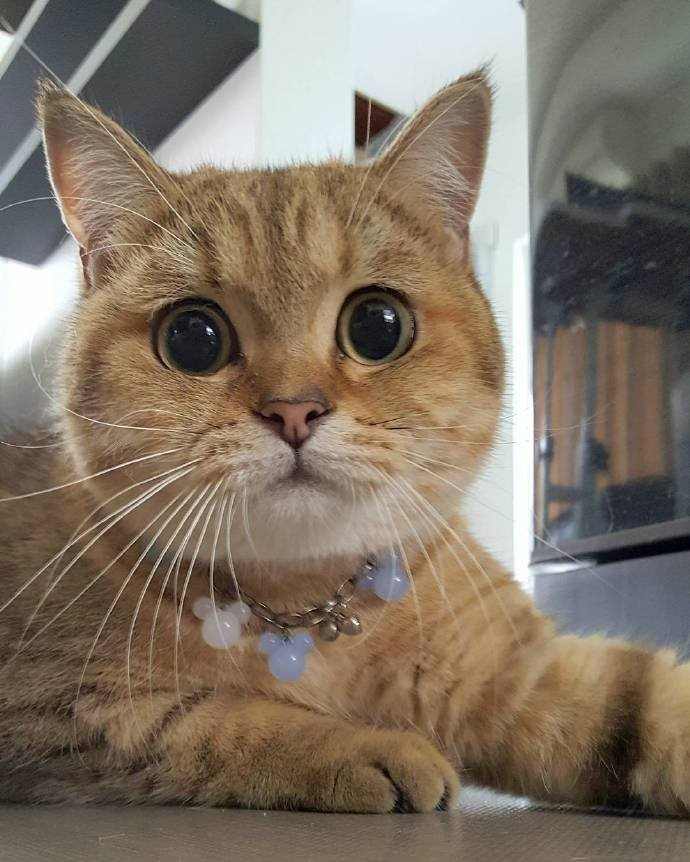 大圆脸大圆眼看起来很好揉