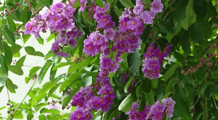 一起邂逅浪漫!南宁街头紫薇花盛放