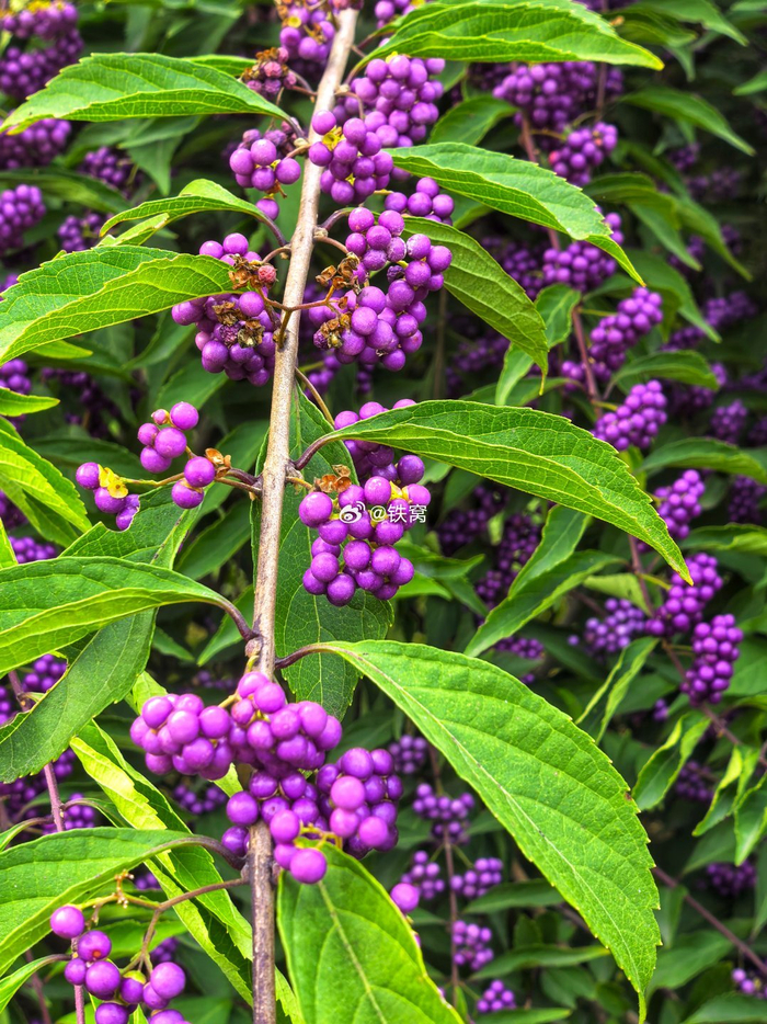 大运河森林公园的紫珠