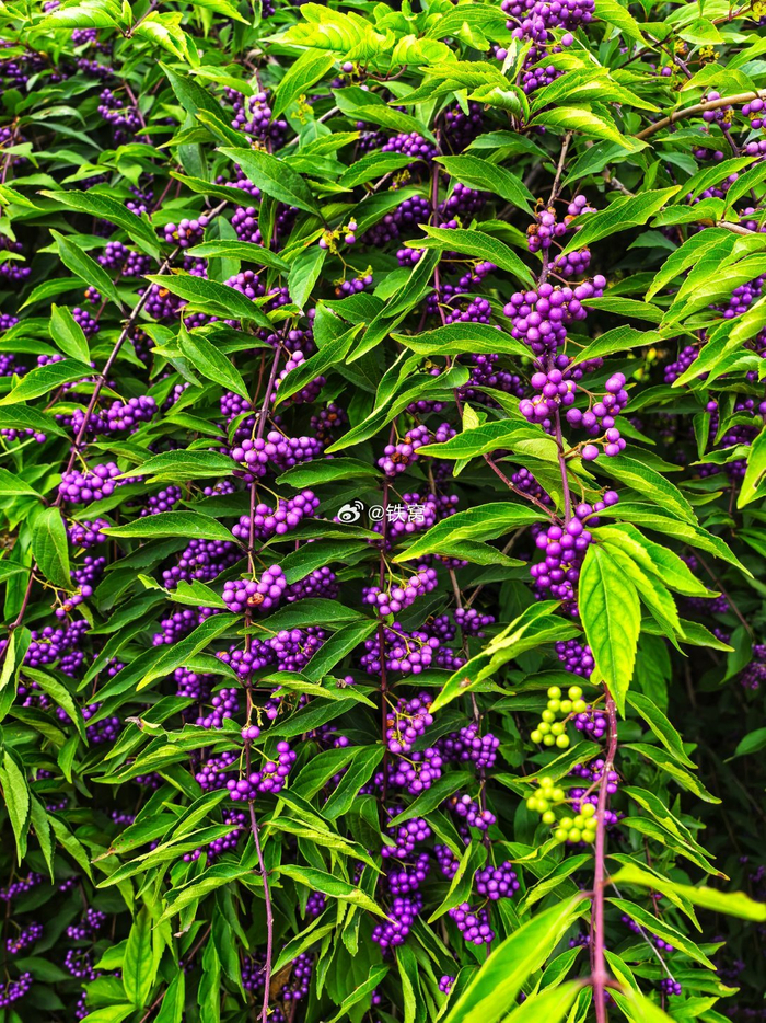 大运河森林公园的紫珠