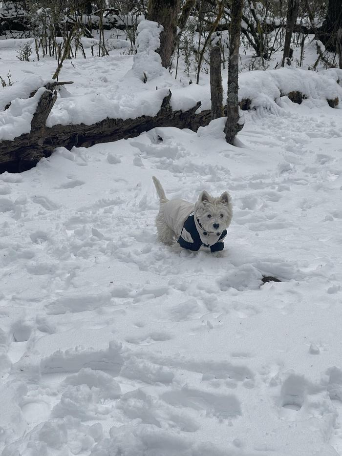 雪原上的动物图片