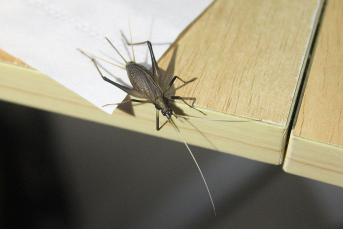 运气不错大降温天居然捡到一只帅气的母铃虫